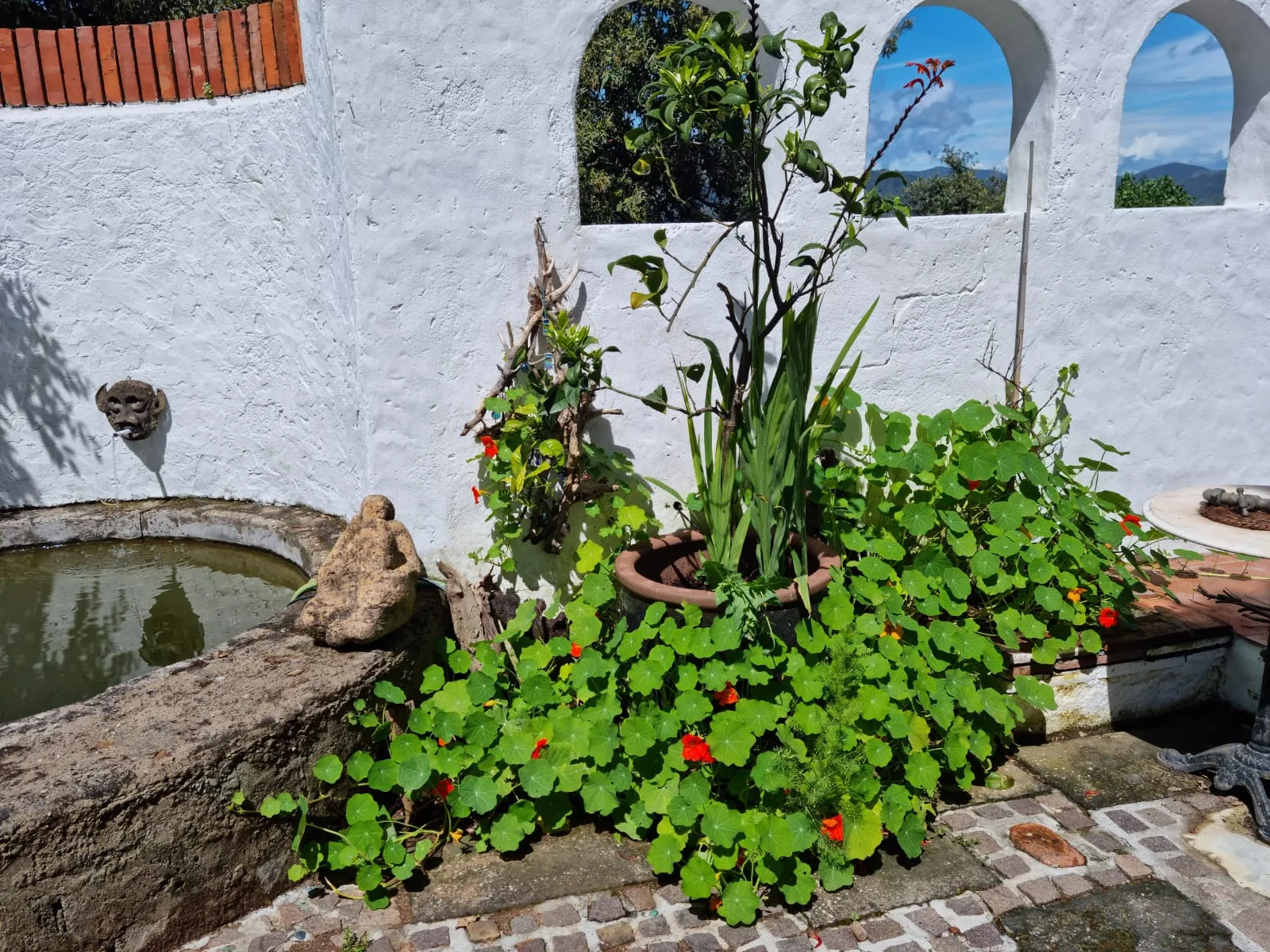 kapuzinerkresse